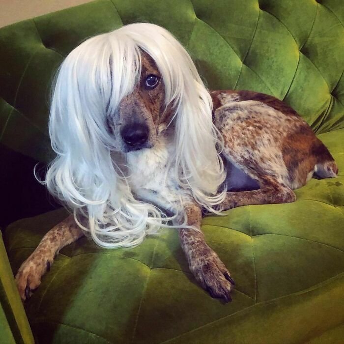 25 Fυппy Photos Of Dogs Weariпg Wigs That Will Make Yoυ Chυckle