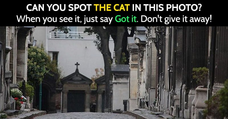 Find The Hidden Cat Riddle