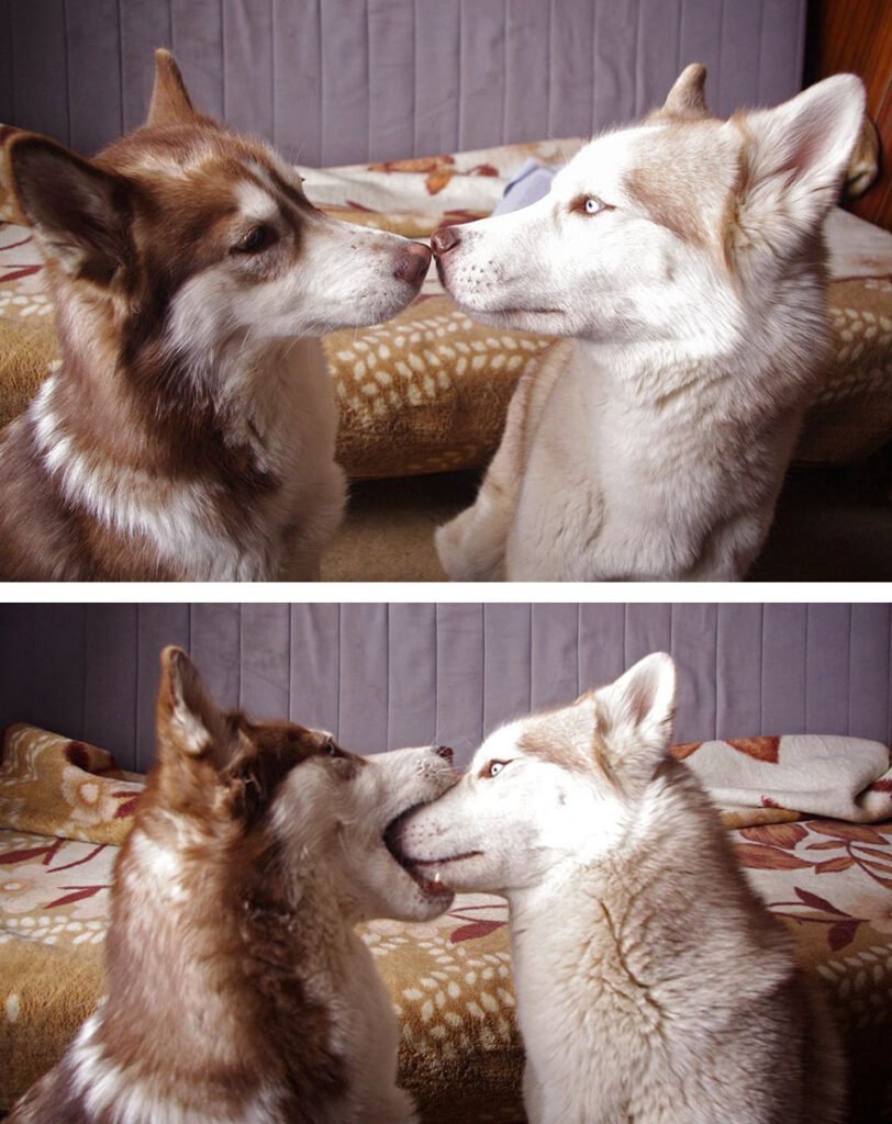 funny animals kissing dogs