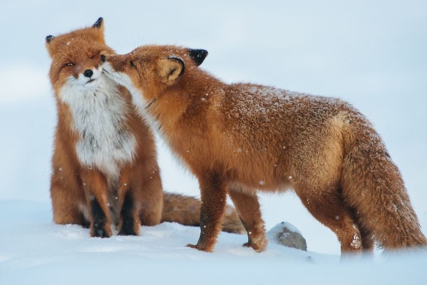 funny animals kissing foxes