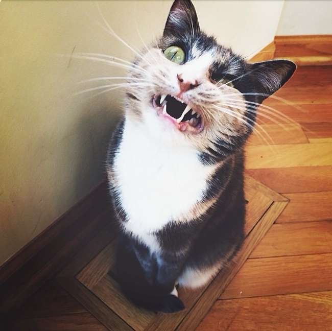 Funny cat mid-sneeze