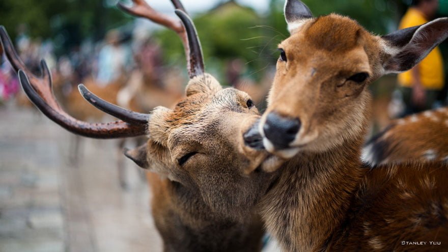 funny animals kissing deer