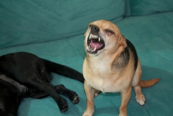 Funny dog mid-sneeze