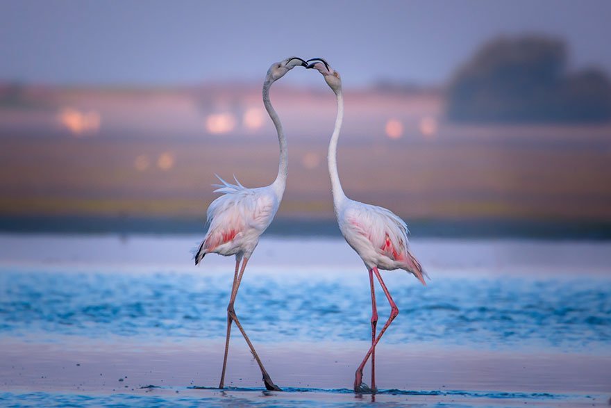 funny animals kissing flamingos