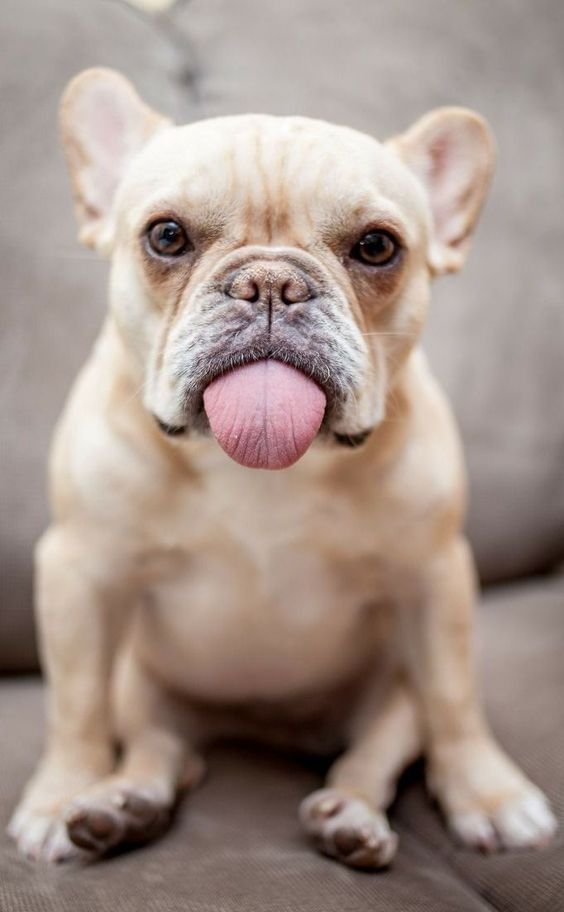 why dogs stick their tongues out