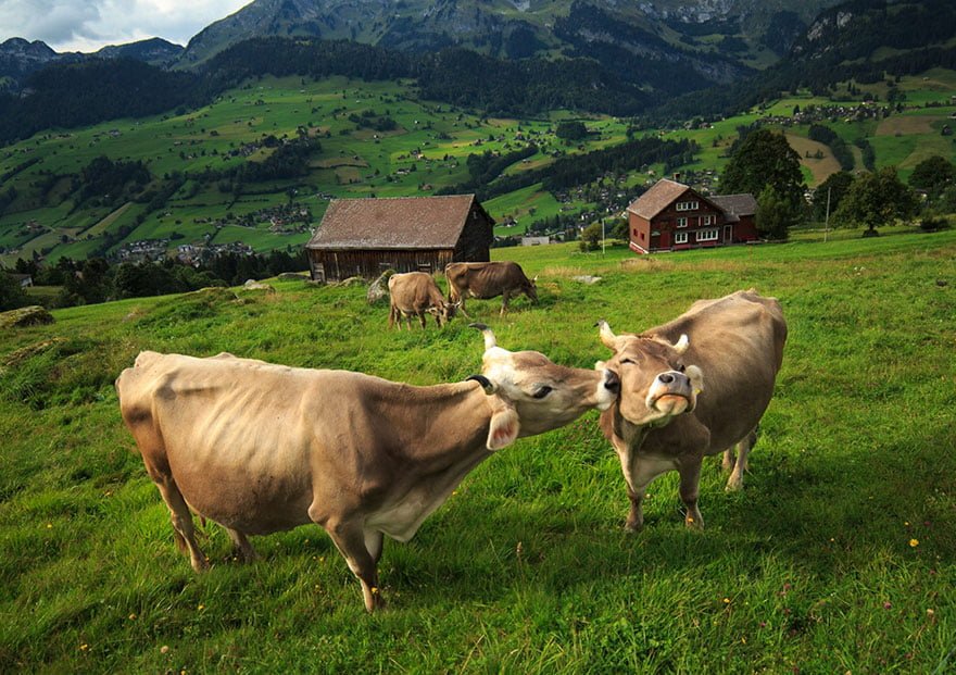 funny animals kissing cows