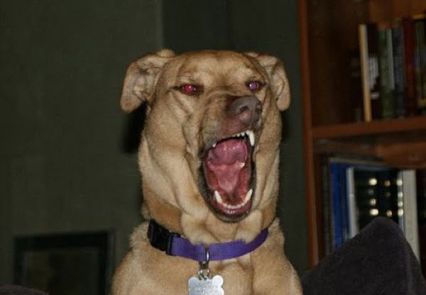 Funny dog mid-sneeze