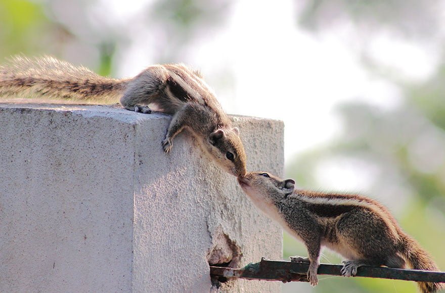 funny animals kissing squirrels