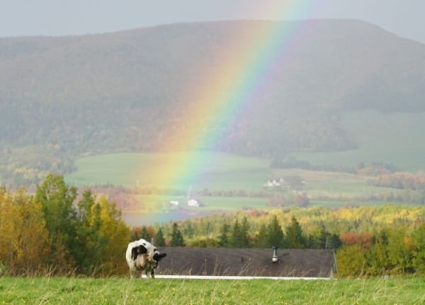 funny end of the rainbow cow