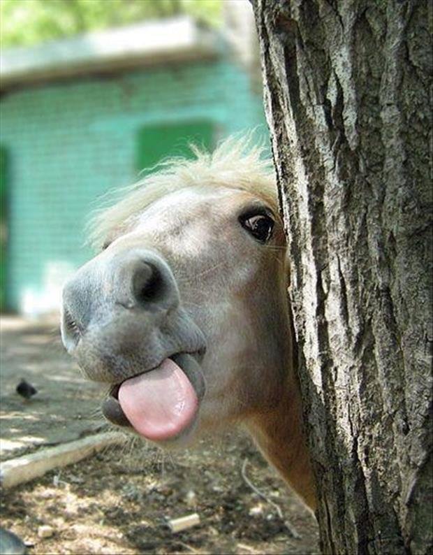 funny horse laugh silly face smile