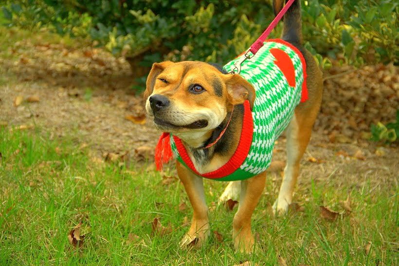 Funny dog mid-sneeze