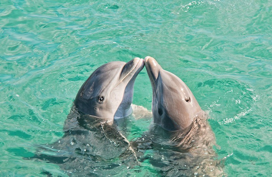 funny animals kissing dolphins