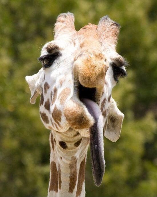 25 Hilarious Photos Of Animals Sticking Their Tongues Out Bouncy Mustard
