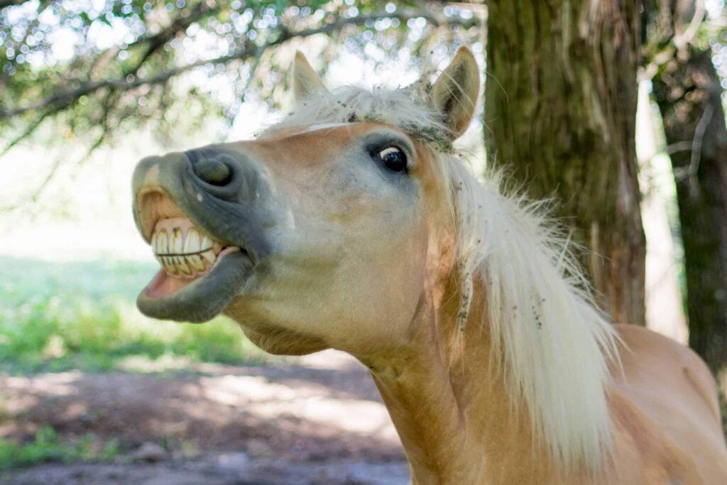 funny horse laugh silly face smile