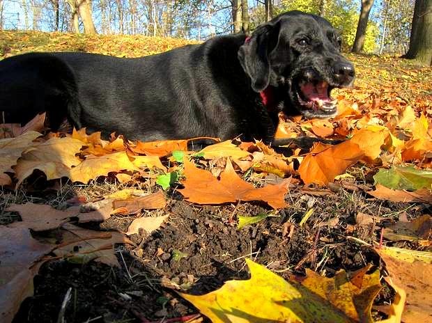 Funny dog mid-sneeze