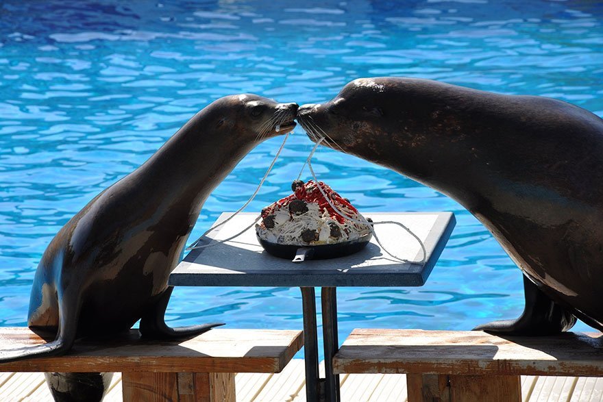 funny animals kissing seals