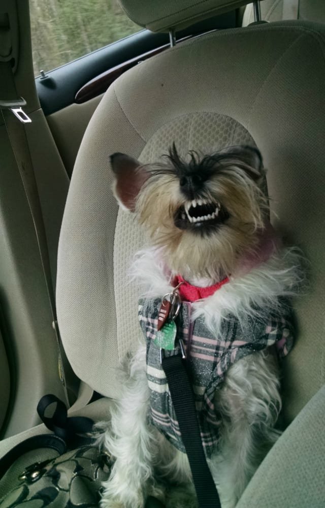 Funny dog mid-sneeze