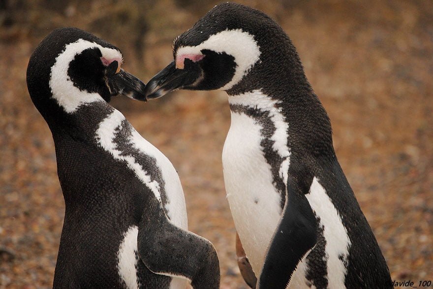 funny animals kissing penguins