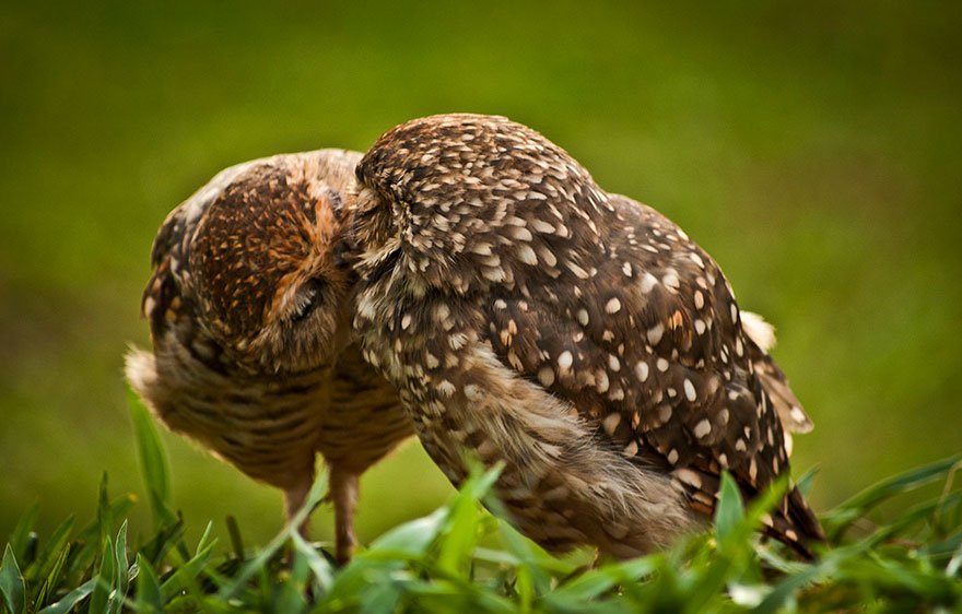 funny animals kissing owls