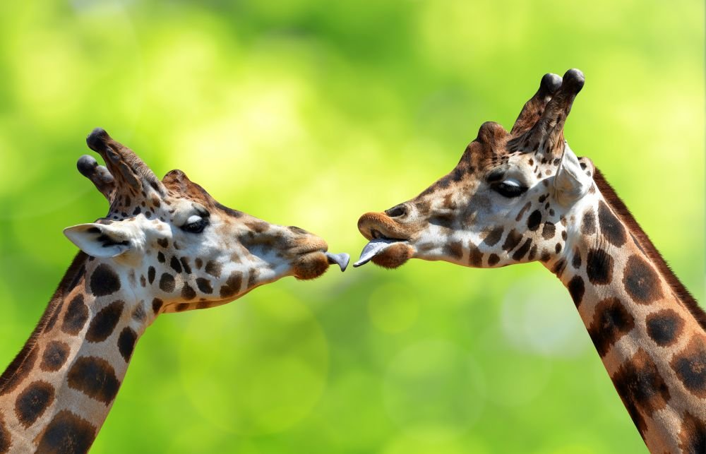 funny animals kissing giraffes