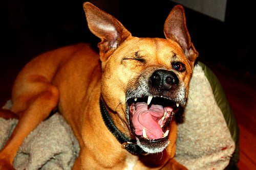 Funny dog mid-sneeze