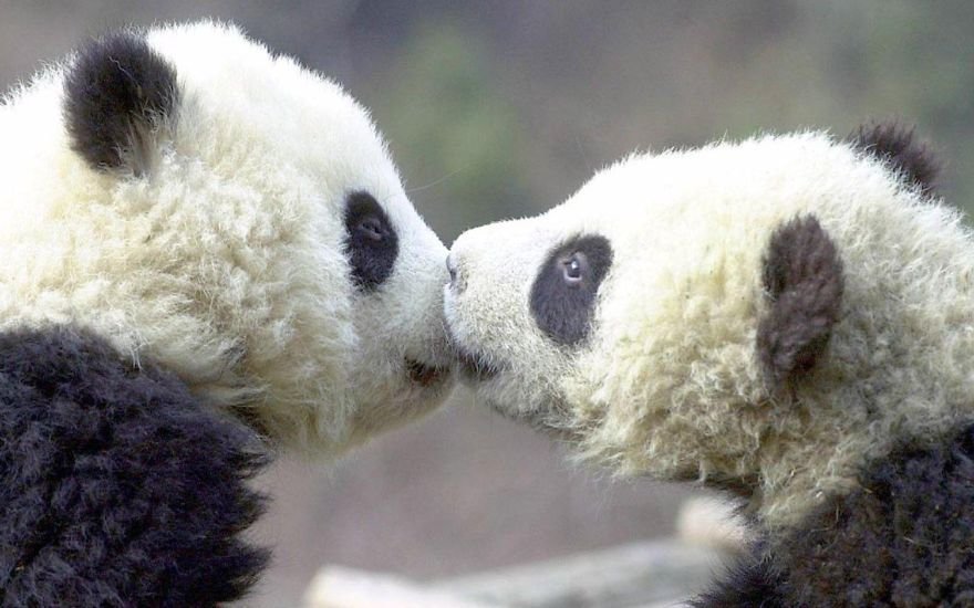 funny animals kissing pandas