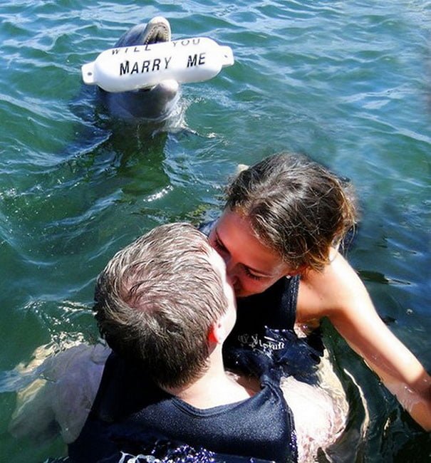 Creative proposal dolphin