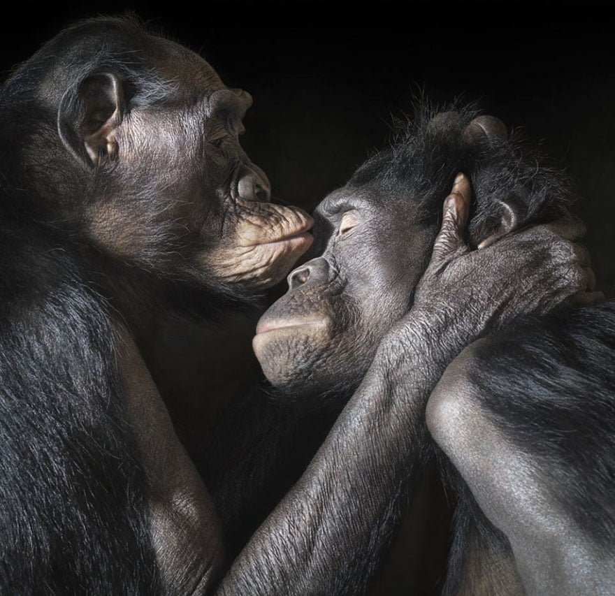 funny animals kissing chimps