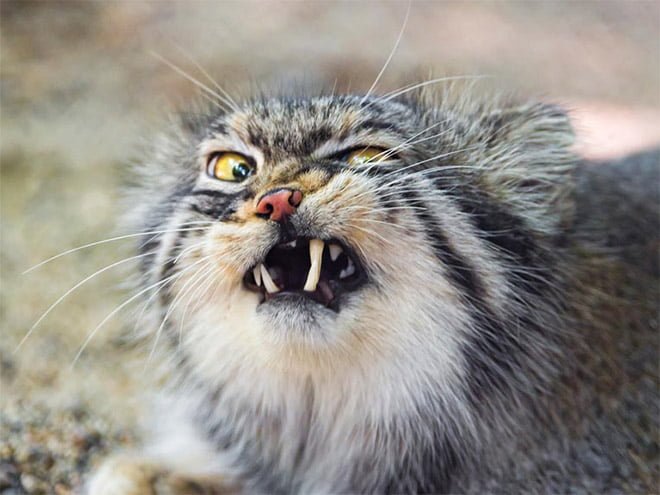 Funny cat mid-sneeze