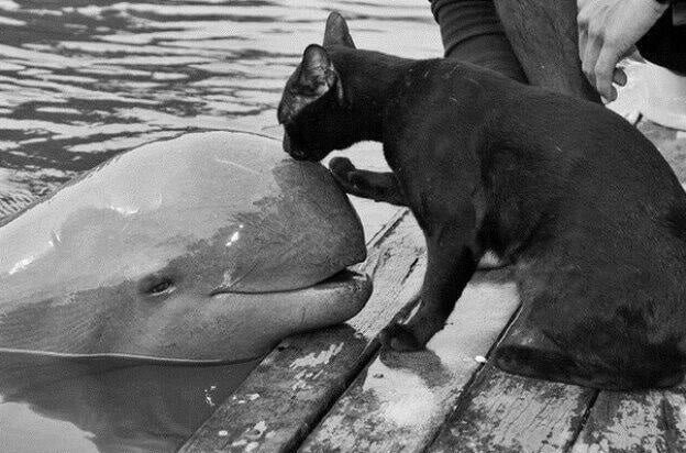 funny animals kissing cat nd whale