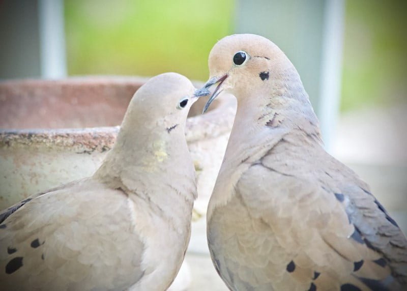 funny animals kissing birds