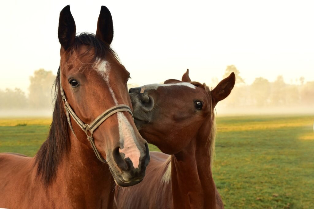 funny animals kissing horses