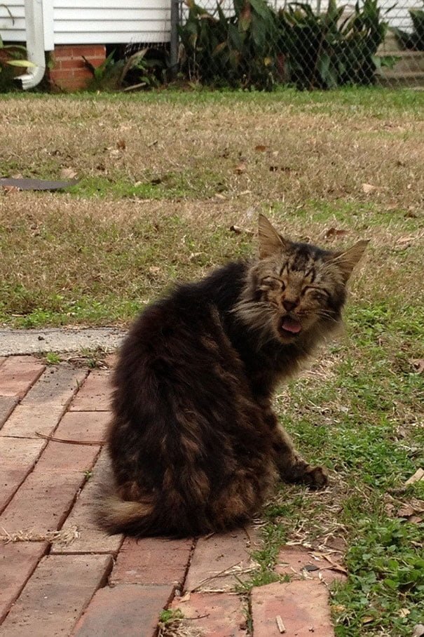 Funny cat mid-sneeze