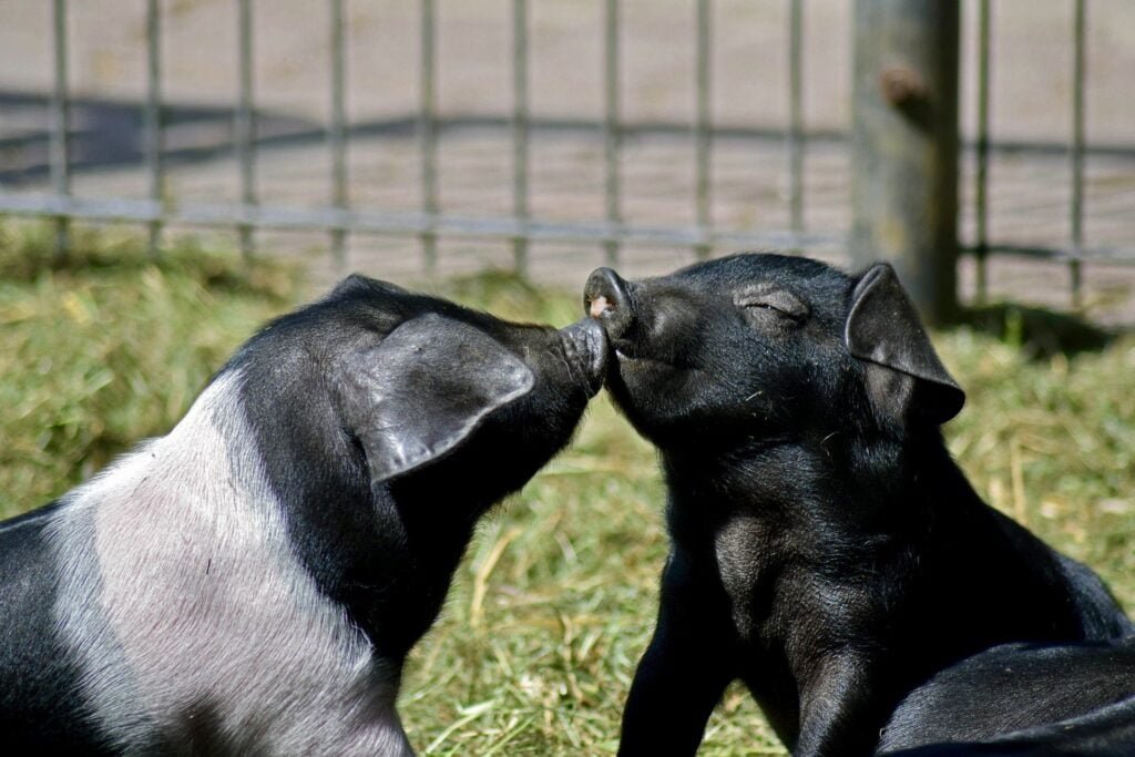 funny animals kissing pigs