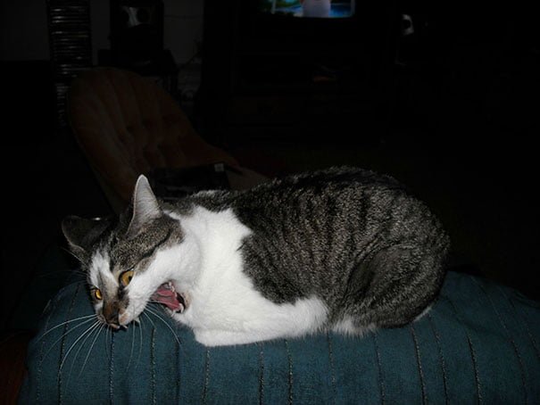 Funny cat mid-sneeze