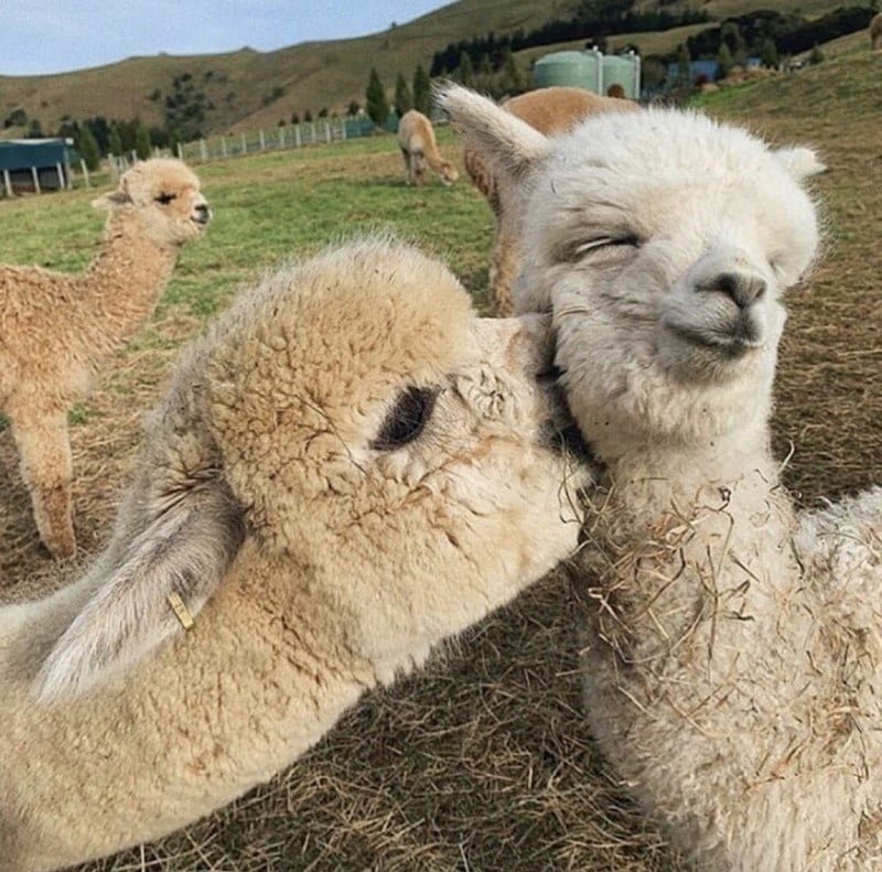 funny animals kissing alpacas