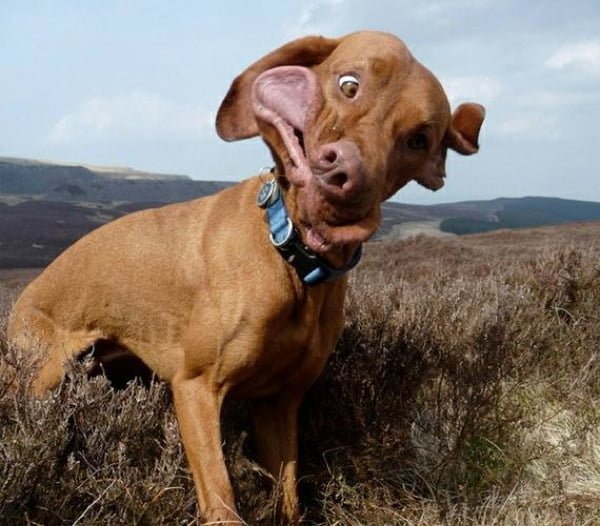 Funny dog mid-sneeze