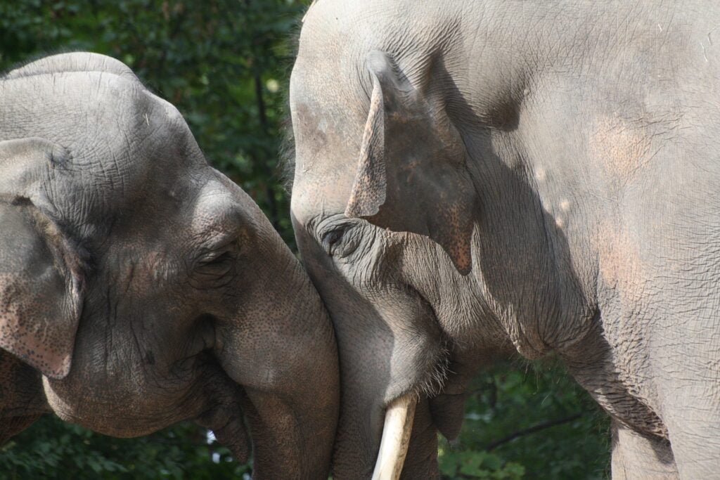 funny animals kissing elephants