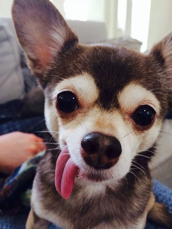 25 Hilarious Photos Of Animals Sticking Their Tongues Out Bouncy Mustard