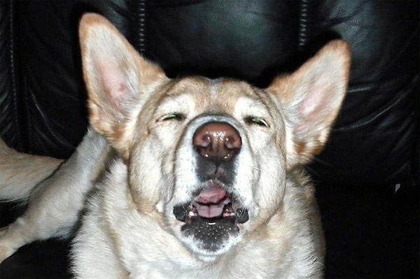 Funny dog mid-sneeze