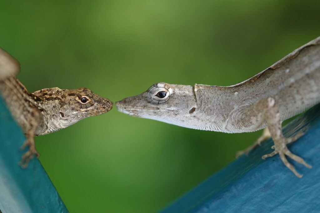 funny animals kissing lizards