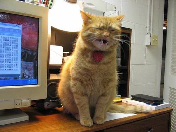 Funny cat mid-sneeze