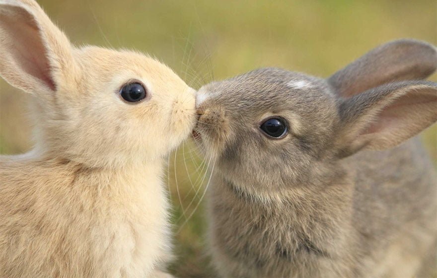 funny animals kissing rabbits