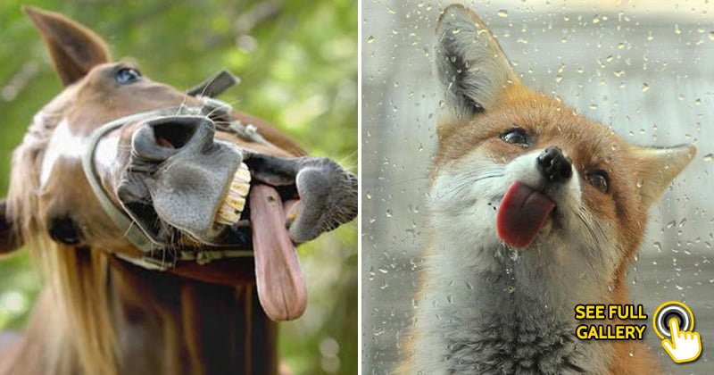 25 Hilarious Photos Of Animals Sticking Their Tongues Out - Bouncy Mustard