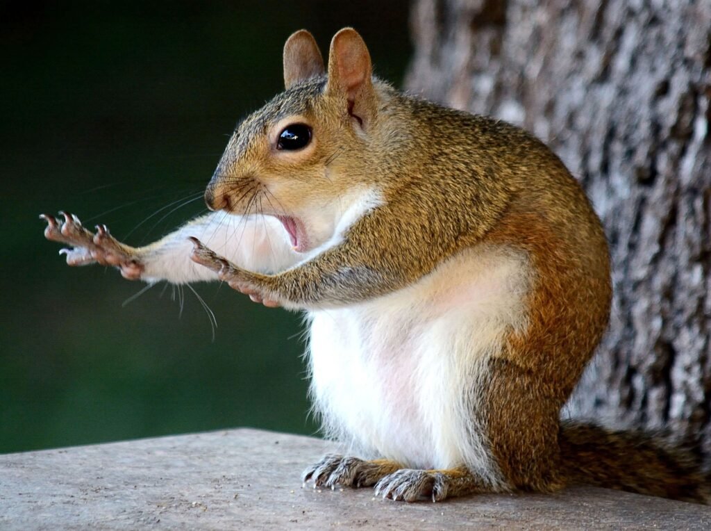 Funny squirrel photo