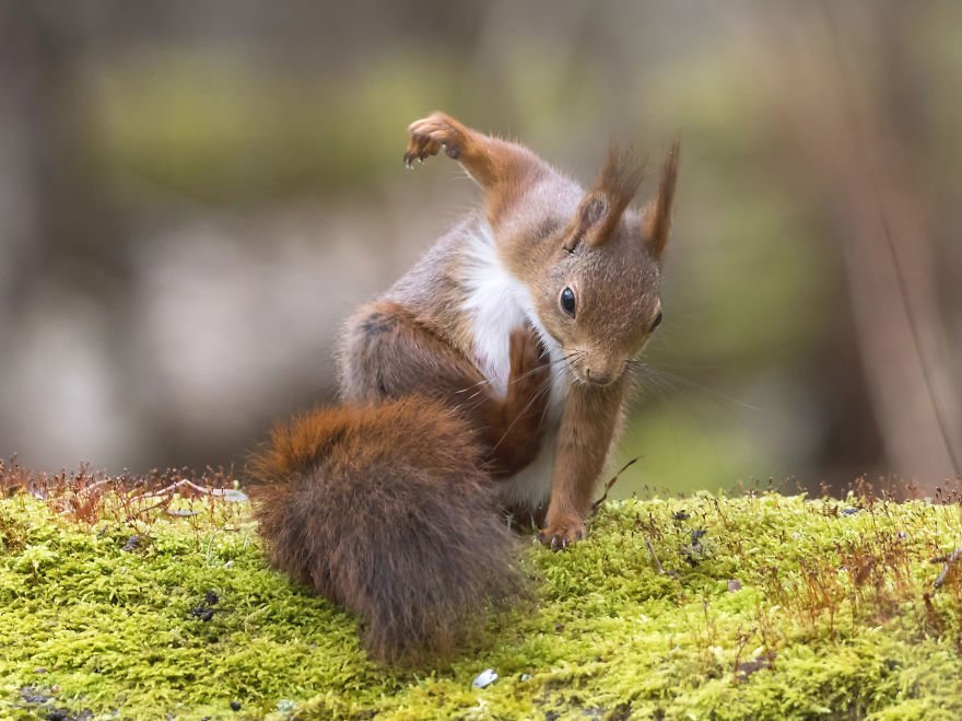 Funny squirrel photo