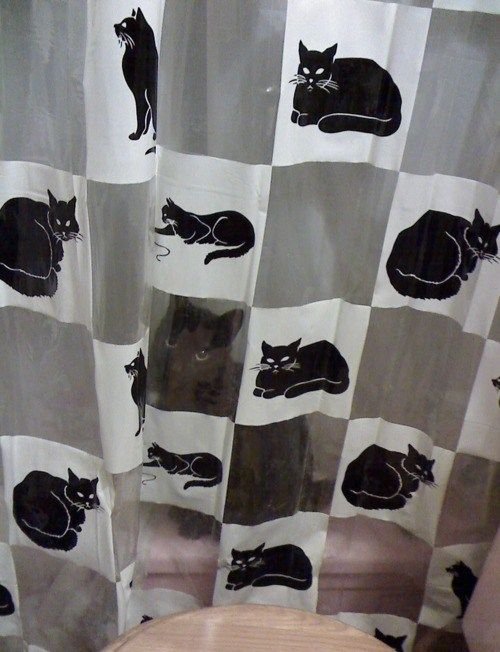 funny animals suck at hide-and-seek cat hides behind shower curtain