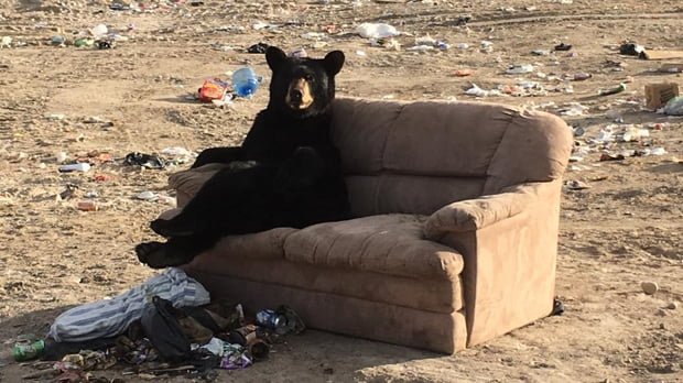 funny bear sits on sofa