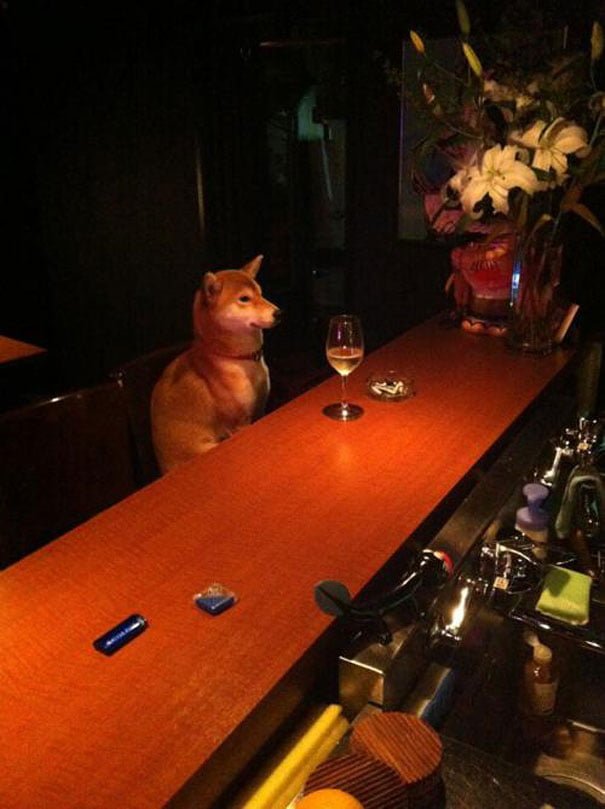 funny animals doing human things dog drinks wine alone at the bar