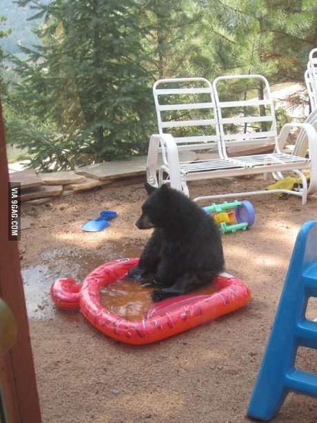 funny bear pool